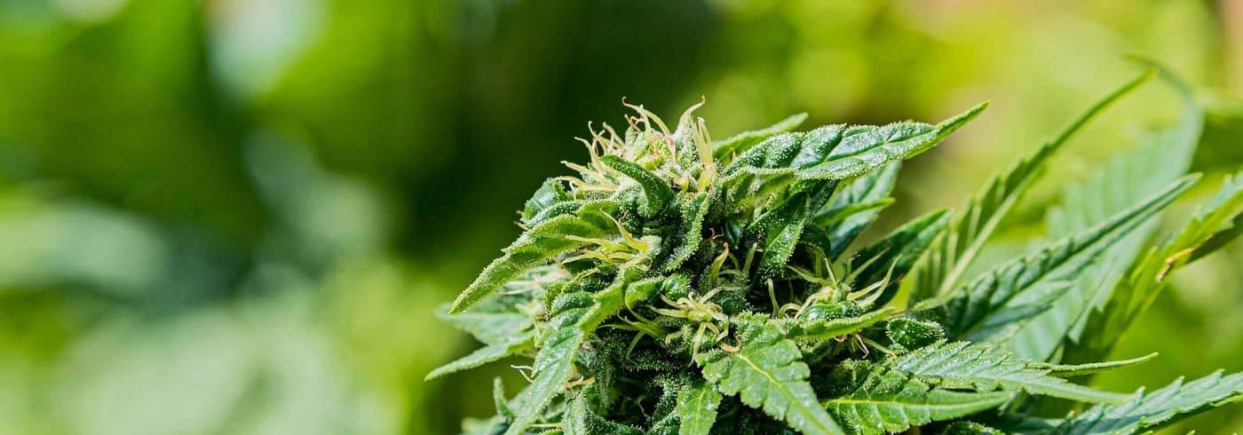 closeup-selective-focus-shot-green-cannabis-garden-1-pg1mj3ytyy67ikccob4g19yjowje3x52bac5oncylg